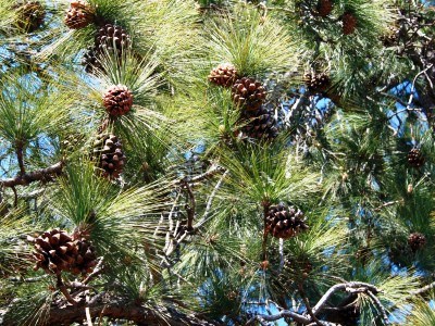cones-on-a-pine-tree